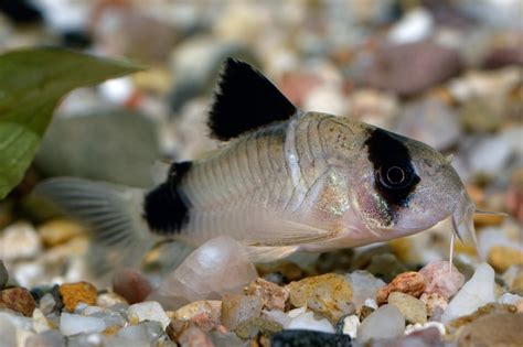 Corydoras panda