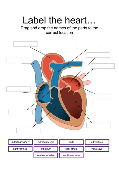 Heart Labeling Activity