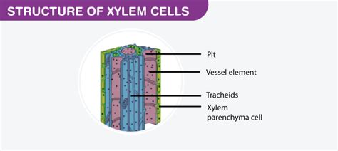 Xylem Parenchyma: Structure, Function, Elements of Xylem