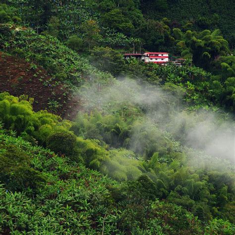 Coffee Origins: Colombia - Angelino's Coffee