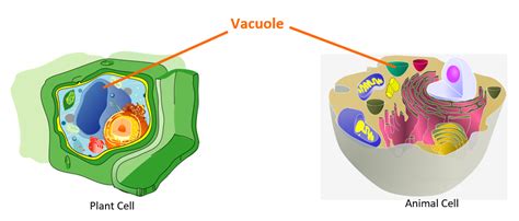 Cells: History, Types and Structures Flashcards - Easy Notecards