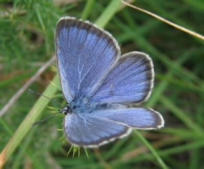 DUTCH ALCON BLUE BUTTERFLY - Home