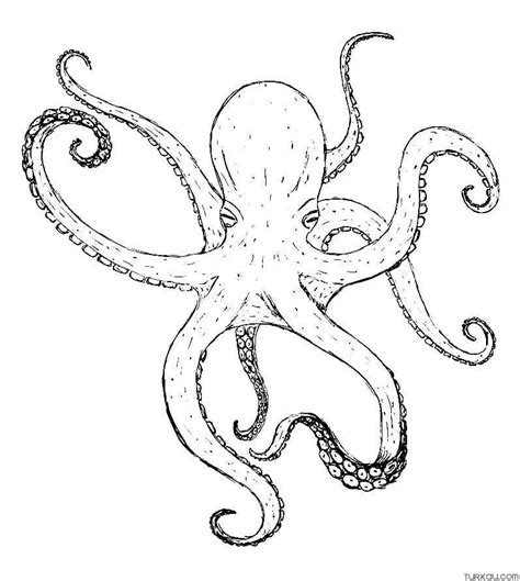 Mandala Octopus Animal Coloring Page » Turkau