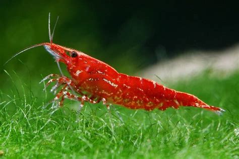 Neocaridina heteropoda "Cherry Shrimp"