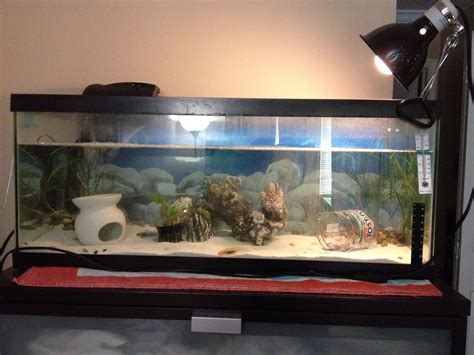 My Axolotl tank set up | Axolotl tank, Axolotl, Axolotl pet