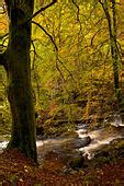 Autumn river Aberfeldy Birks Perth Kinross Perthshire Scotland Stock ...