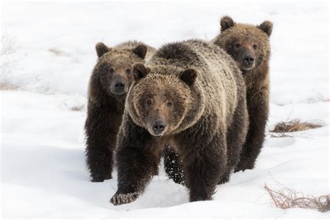 Yellowstone Bears — Blog — Yellowstone & Grand Teton Photography Tours ...