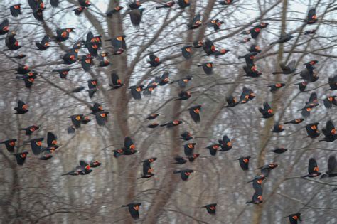 Gale's Photo and Birding Blog: Red-winged Blackbird Migration