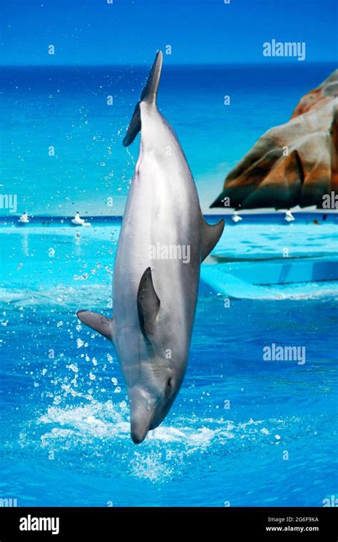 A dolphin on a waterpark makes a jump out of the pool Stock Photo - Alamy