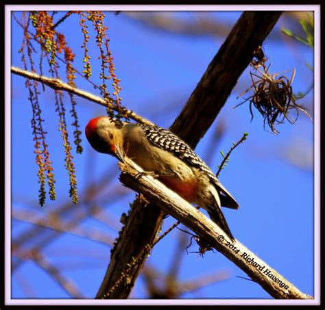 Walk With Father Nature: Photo Haiku - Bird Series 3