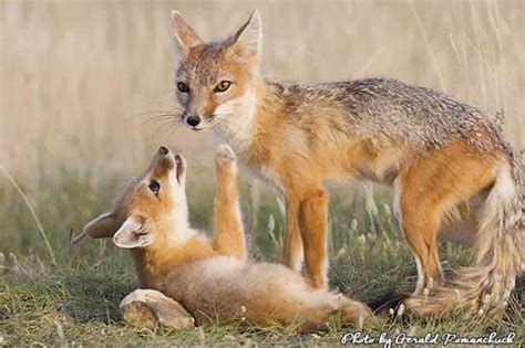 Swift Fox: A Reintroduction Success - CPAWS Saskatchewan