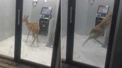 Deer gets trapped inside an ATM to escape pack of dogs in Gujarat. Watch - India Today