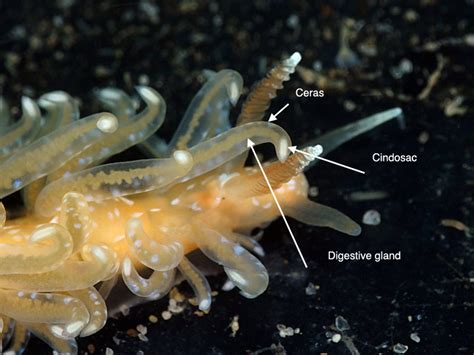 THE STING’S THE THING – Sea Slug Predators of Anemones and Hydroids | Nudibranch Domain