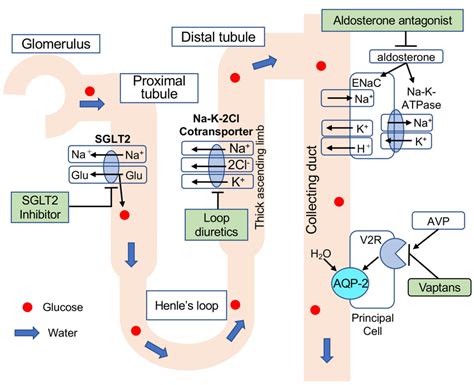 Point of action and mechanism of each diuretic. Loop diuretics inhibit ...