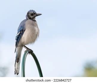 Molting Blue Jay Sits On Garden Stock Photo 2226842727 | Shutterstock