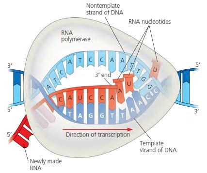 Pengertian dan Proses Transkripsi DNA - EDUBIO