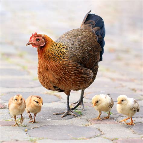 Hen And Chicks Stock Photos, Pictures & Royalty-Free Images - iStock