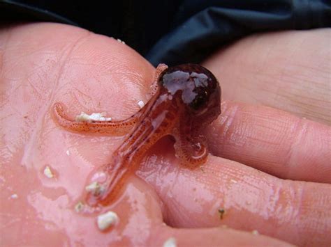 Giant Pacific Octopus Facts, Habitat, Diet, Life Cycle, Baby, Pictures