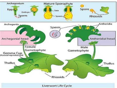 How does archegonia protect the egg?