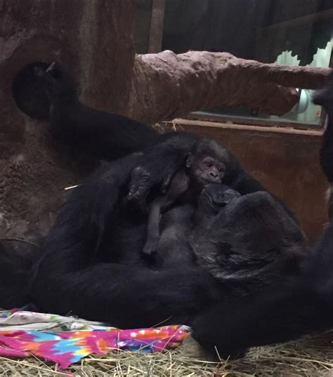 National Zoo Gorilla Welcomes Newborn Baby — PICS | Baby gorillas ...