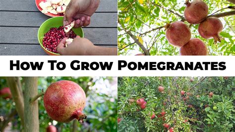 Pomegranate Fruit Tree