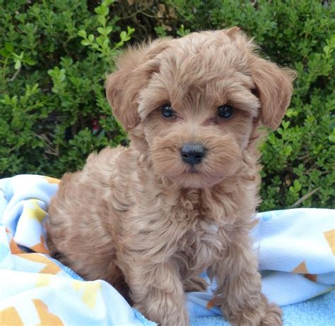 Schnoodle Puppies For Sale | Milwaukee, WI #150637