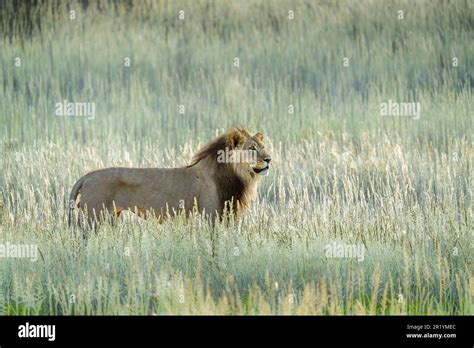 Lion in grass walking, black mane lion, side view. Kalahari, Kgalagadi ...