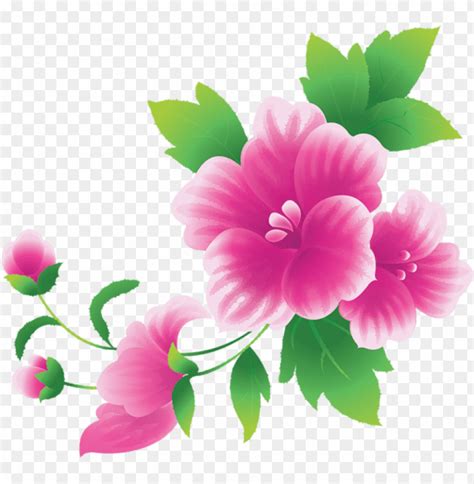 PNG Image Of Large Pink Flowers With A Clear Background - Image ID 44420 | TOPpng