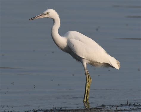 Western Reef Egret – Radioactive Robins and other birds