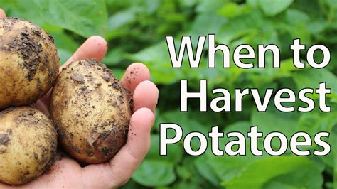 When to Harvest Potatoes - Simplest Method! | Doovi