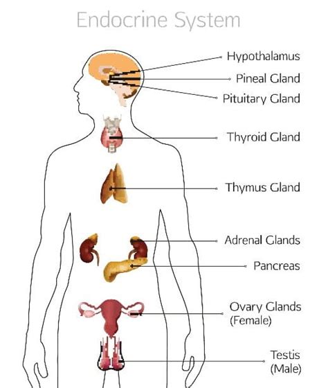 Anatomy of the Endocrine System