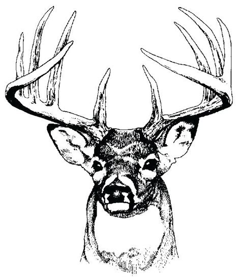 Whitetail Buck Coloring Pages at GetColorings.com | Free printable colorings pages to print and ...