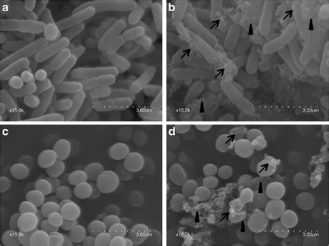 The morphology of Escherichia coli ATCC 25922 and Staphylococcus aureus... | Download Scientific ...