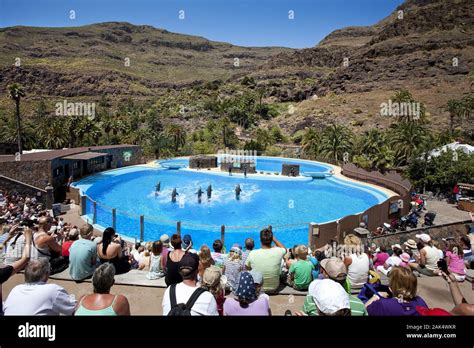 Maspalomas: Delfinschau im Tierpark und botanischen Garten "Palmitos ...