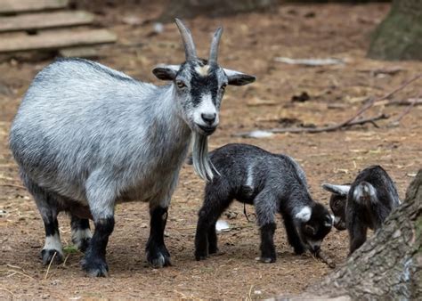 Pygmy Goat: What You Need to Know About this Miniature Breed