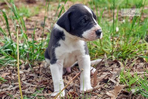 Show Mantle: Great Dane puppy for sale near Atlanta, Georgia ...