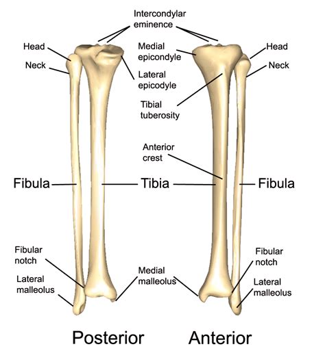 Anatomy Of The Tibia