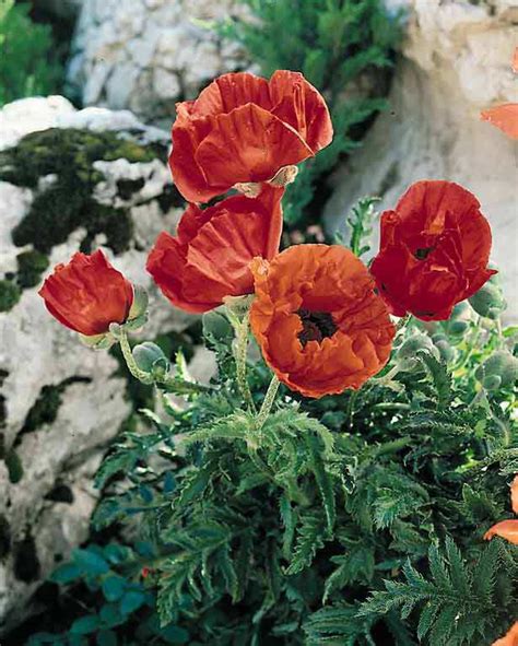 Oriental Poppy Seeds | Papaver orientalis | Perennial Flower Seeds