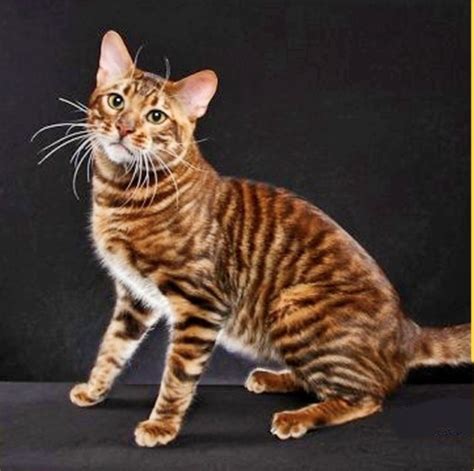 Domestic Cat Breeds With Stripes - Pets Lovers