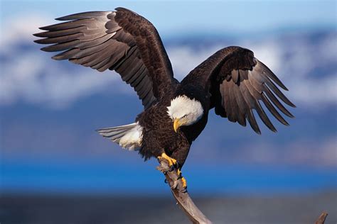 bald eagle | Size, Habitat, Diet, & Facts | Britannica