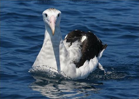 Antipodean Albatross photo image 5 of 24 by Ian Montgomery at birdway.com.au