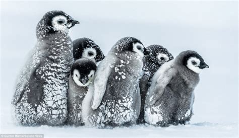 Baby penguins in Antarctica cuddle up together to survive icy -24C blizzard | Daily Mail Online