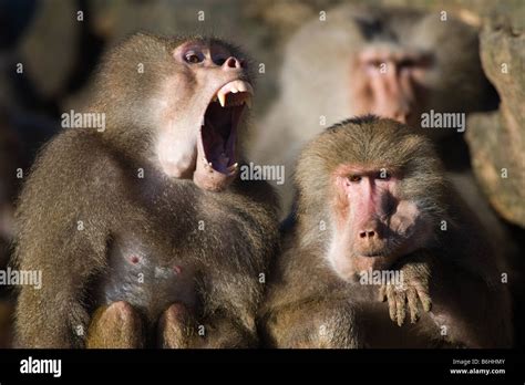 Baboon teeth hi-res stock photography and images - Alamy