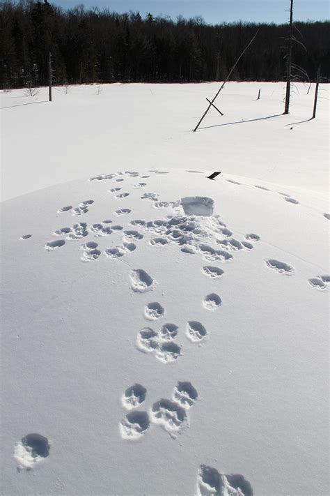 Coyote Tracks – Welcome to a photographic journey through the woods ...