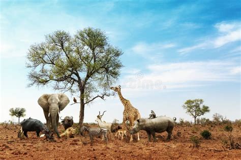 Afrikaner-Safari Animals Meeting Together Around-Baum Stockbild - Bild von konzept, fallhammer ...