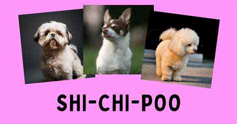 Shih Tzu Chihuahua Poodle Mix: Meet the Shi-Chi-Poo!