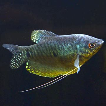 Blue Gourami: Freshwater Aquarium Fish