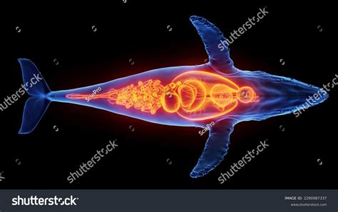 3d Rendered Illustration Humpback Whale Anatomy Stock Illustration ...