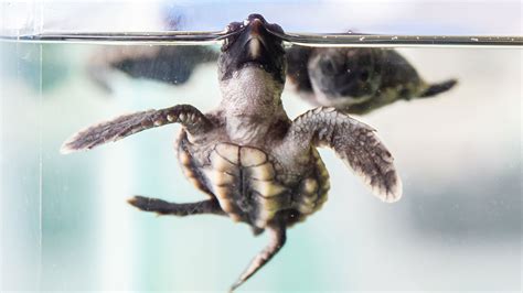 Baby Sea Turtles Rescued From Swimming Pool - Clearwater Marine Aquarium