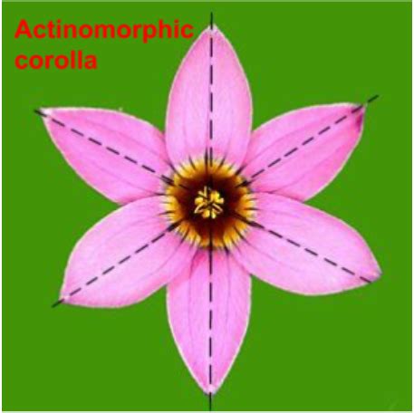 How many among the following flowers possess bilateral and radial symmetry, respectively?Pea ...